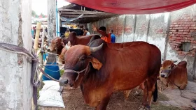 KCC earns  2.25C from sacrificial cattle market