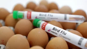 Report: Bird flu shows world not ready for future pandemics