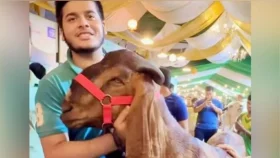 The Goatfather: Who really bought the goat priced at 15L?