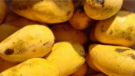 How to store mangoes the right way