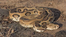 Russell's Viper: How did it get its name?