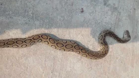 Farmer dies after being bitten by Russell's Viper in Faridpur