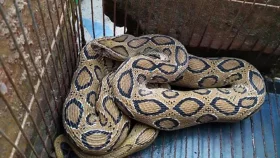 What to do if you encounter a Russell's Viper?