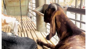 Uncertainty surrounds fate of Bangladesh&rsquo;s infamous goat