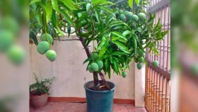 Growing a mango tree indoors