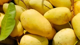 Katimon mango: A year-round delight