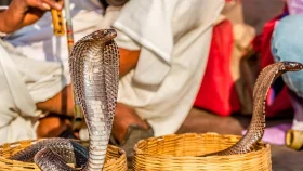 The ancient art of snake charming