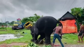 Video of elephant calf being beaten goes viral