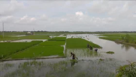 Farmers in Khulna region battle erratic weather as climate change threatens agriculture