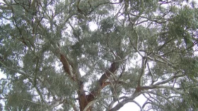 Govt bans eucalyptus, akashmoni saplings