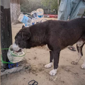 Why is our empathy selective towards animals?