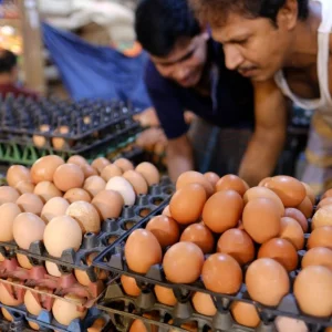 Egg price rises due to production fall