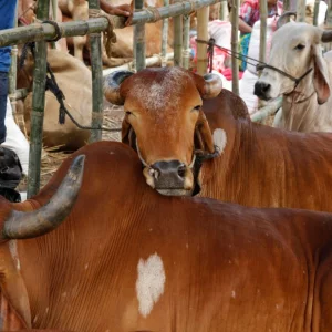 Eid ul Azha: 24 temporary cattle markets to be set up in capital