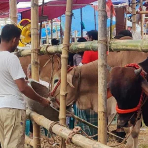 Bank branches near cattle markets to remain open until 10pm before Eid