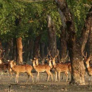 Rethinking biodiversity conservation in the Sundarbans