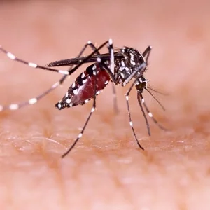 Dengue cases rise ahead of monsoon, district hospitals yet to fully prepare