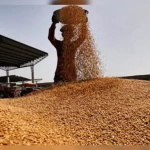 62,150 tons of US wheat reach Chittagong port under G2G deal