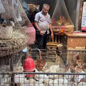 Bangladeshi chicken farmers are about to get slaughtered