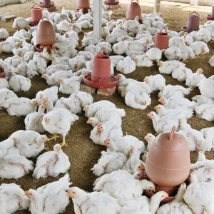 Loss-making farmers find relief as broiler price increases before Eid