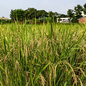 GAU develops fine-grain Aus rice with better yield