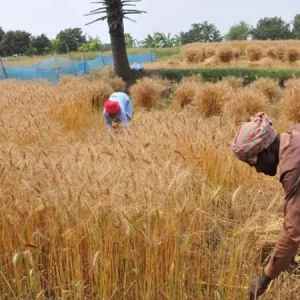 Bumper wheat yield brings smiles to Rajshahi farmers