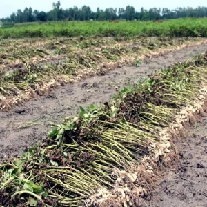 12,221 tonnes of groundnut produced in Rangpur region