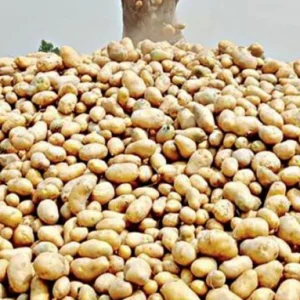 Bogra farmers suffer losses as potato prices fall below production cost