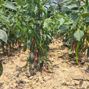 Indonesian ‘Chapai Kopai’ chilli sees successful trial cultivation in Gazipur