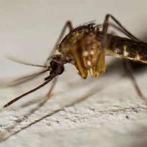 Malaria risk cannot be ignored