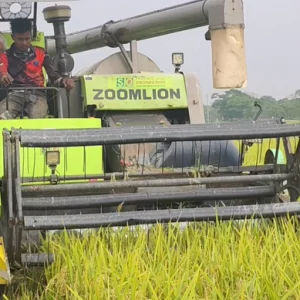 Fuel shortage hampers paddy harvest in Sunamganj