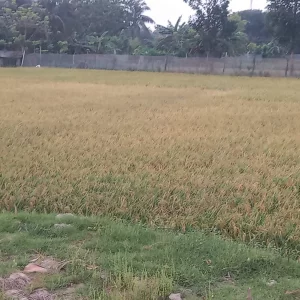 Boro harvesting gains momentum in Khulna