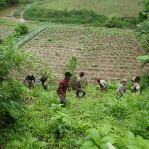 Surviving the Monsoon: A bawm woman’s story of adaptation