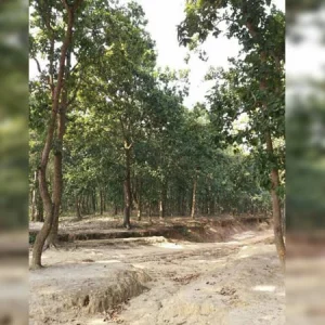 Barind region turns green as BMDA drives sustainable transformation