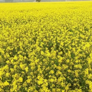 Khulna posts 54,369-ton mustard output, meets target