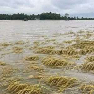 Paddy on 2,160 hectares of land damaged in Moulvibazar
