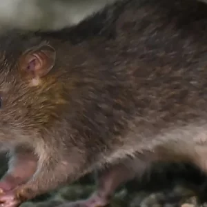 What is Hantavirus?