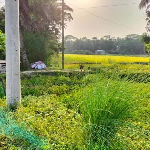 250 families in Gopalganj village suffer due to lack of road access