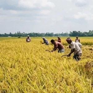 Boro harvesting gains momentum in Khulna amid weather concerns