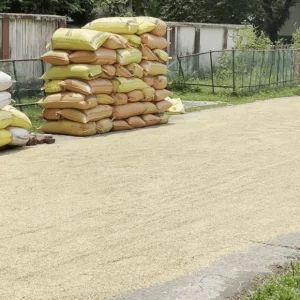 Sunamganj farmers and millers in trouble over paddy procurement