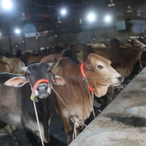 Relief in sacrificial livestock supply, rising cost pressure on farmers