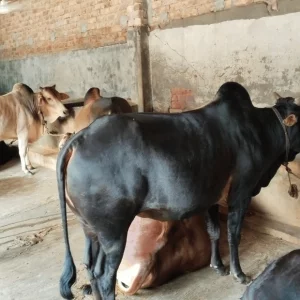 Satkhira sees surplus of sacrificial animals ahead of Eid-ul-Azha