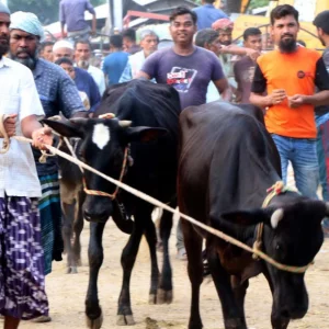 Small, medium-sized animals in high demand at Rajshahi cattle markets