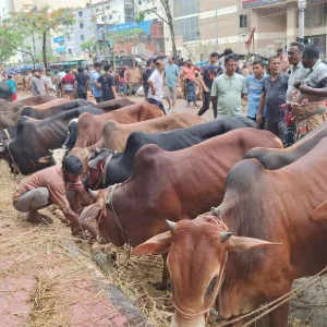 Dholaikhal cattle market struggles as buyers, sellers fail to agree on prices