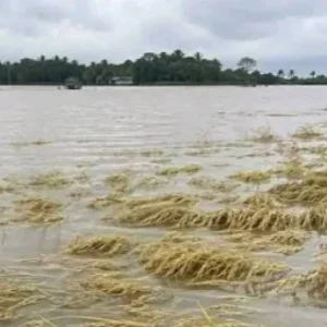 Loss of Boro paddy in flash floods has reduced supply