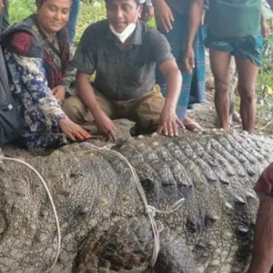 Bagerhat shrine crocodile to be relocated to Sundarbans after fatal attacks