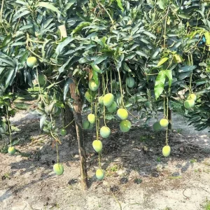 Haribhanga  mango to hit market from June 20, with Tk 200 cr