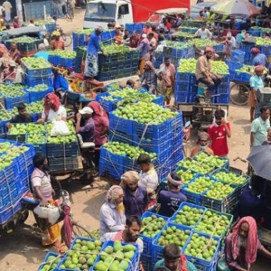 Rajshahi mango farmers hit by price slump despite bumper har