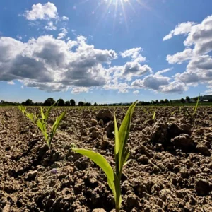 EU monitor: World sees second hottest May as Europe faces 'n