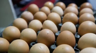 Eight cracking facts about eggs