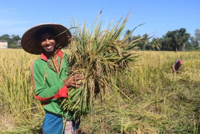 Paddy growers have already begun harvesting their fields in four districts under Sylhet division. The crops rose against all the odds this Aman season (August-November), bringing hearty smiles on their faces || Dhaka Tribune